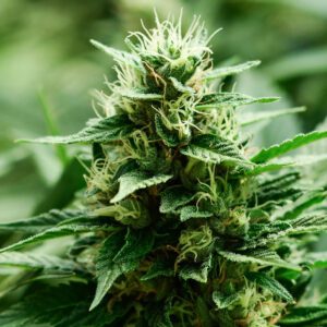 Mexican Candy Feminised Seeds by Super Strains