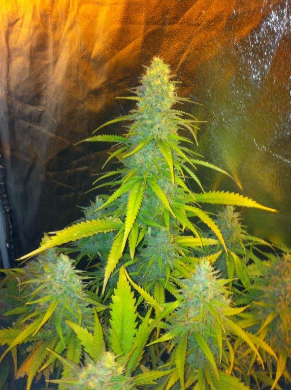 Mexican Haze Feminised Seeds by CBD Seeds