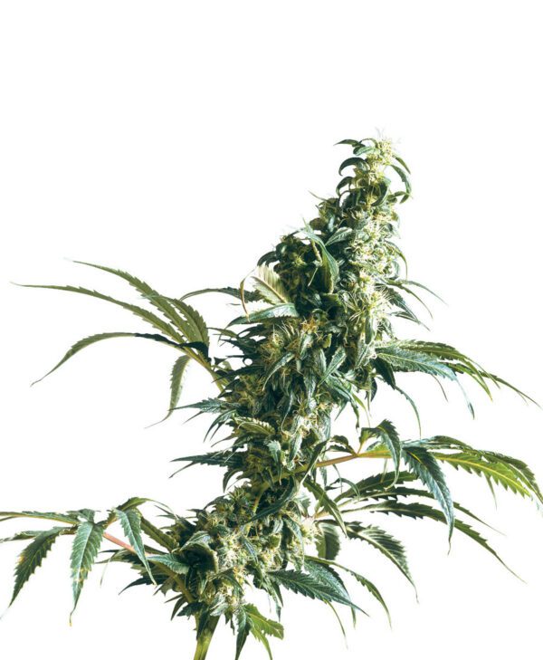 Mexican Sativa Feminised Seeds by Sensi Seeds
