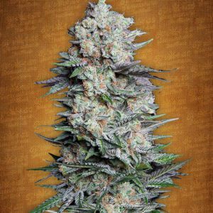 Mexican Airlines Auto Feminised Seeds by FastBuds
