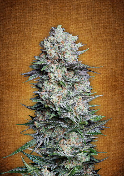 Mexican Airlines Auto Feminised Seeds by FastBuds