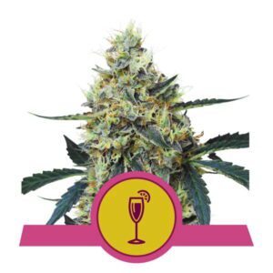 Mimosa Feminised Seeds by Royal Queen Seeds