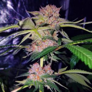 Mimosa Champagne Feminised Seeds by Female Seeds