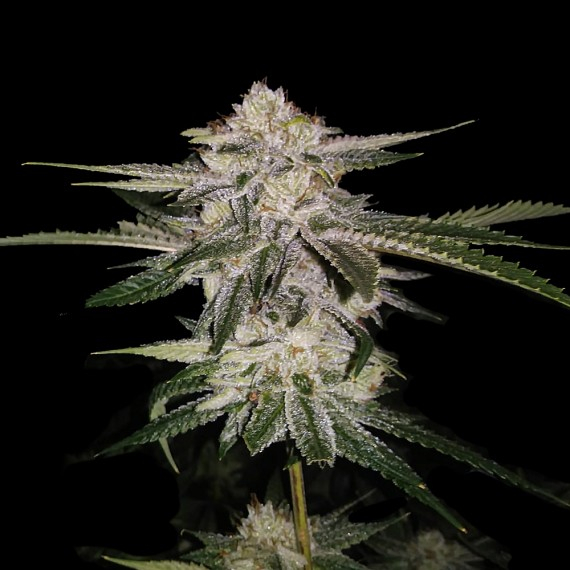 Miss DNA (formerly Miss USA) Feminised Seeds by DNA Genetics