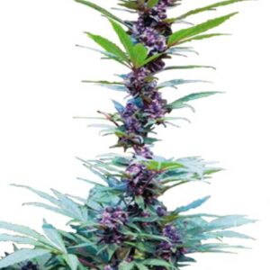 Deluxe Feminised Mix by Cannabiogen