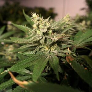 MKage Feminised Seeds by T.H. Seeds