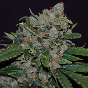 M.O.B. 710 Special Pack Feminised Seeds by T.H. Seeds