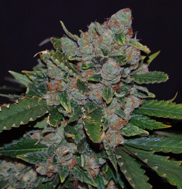 M.O.B. 710 Special Pack Feminised Seeds by T.H. Seeds