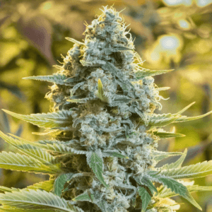 Moby Dick Feminised Seeds by Silent Seeds
