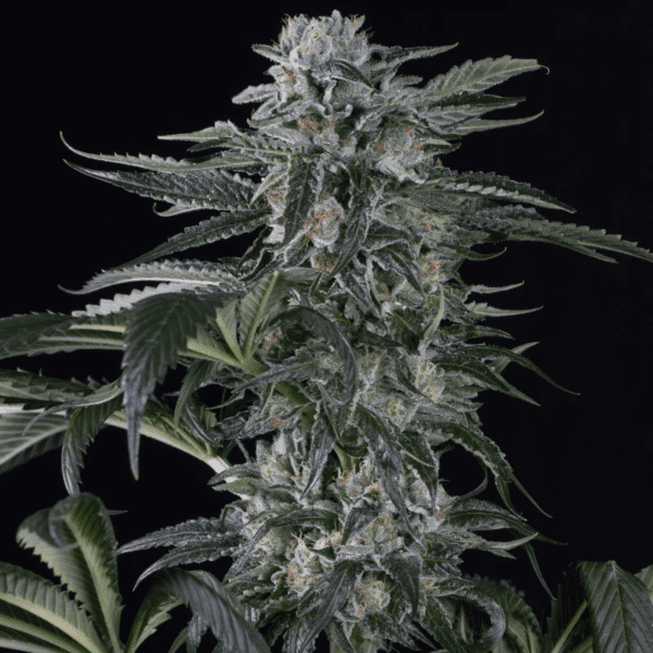 Moby Dick Auto Feminised Seeds by Silent Seeds