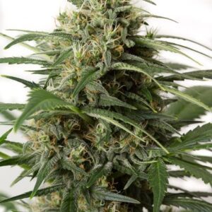 Moby Dick XXL Auto Feminised Seeds by Dinafem