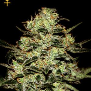 Moby Dick Feminised Seeds by Greenhouse Seed Co.