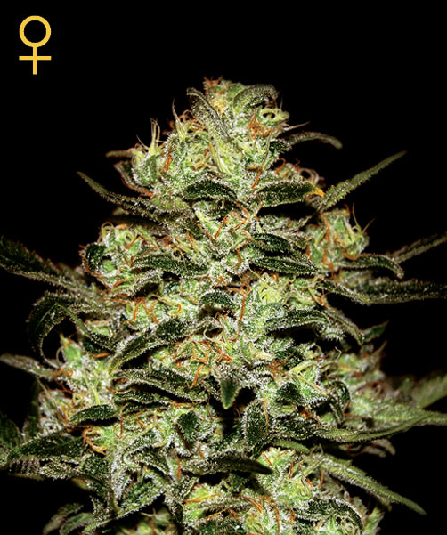 Moby Dick Feminised Seeds by Greenhouse Seed Co.