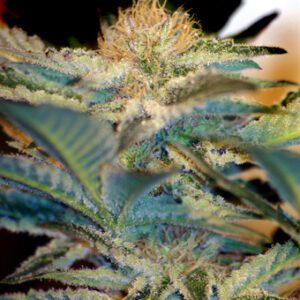 Mohan Ram Auto Feminised Seeds by Sweet Seeds