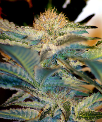 Mohan Ram Auto Feminised Seeds by Sweet Seeds