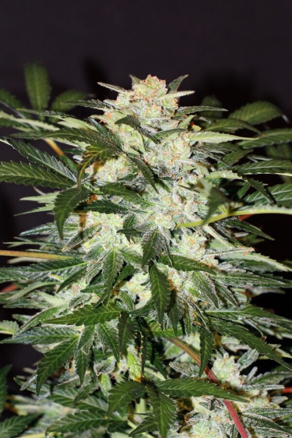 Monster Mash Auto Feminised Seeds by Exotic Seed