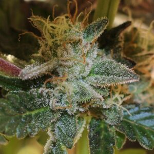 More Cowbell Regular Seeds by Bodhi Seeds