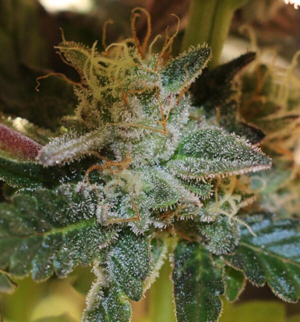 More Cowbell Regular Seeds by Bodhi Seeds