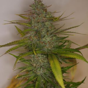 Mountain Temple Regular Seeds by Bodhi Seeds