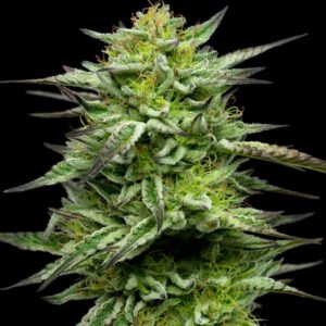 Mountaintop Mint Feminised Seeds by Humboldt Seed Co.