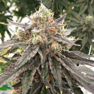 Mouse Trap Regular Seeds by Rare Dankness