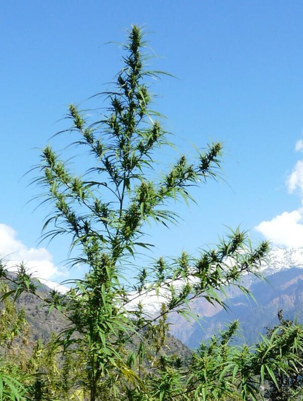 Nanda Devi Regular Seeds by The Real Seed Company