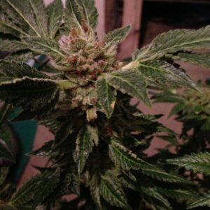 New York 47 Feminised Seeds by World of Seeds