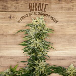 Nicole Feminised Seeds by The Plant Organic Seeds
