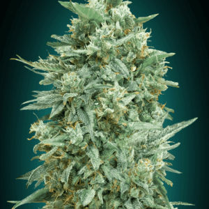 Northern Lights XXL Auto Feminised Seeds by 00 Seeds