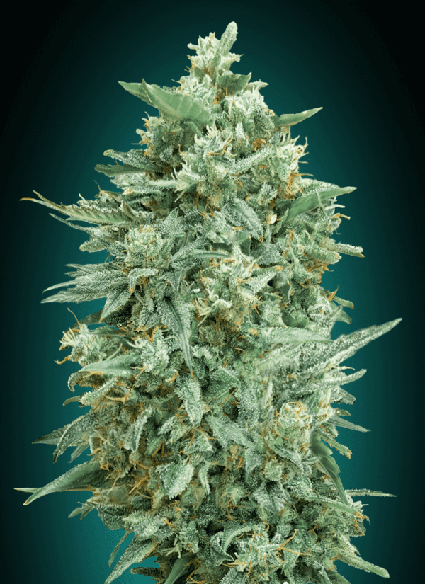 Northern Lights XXL Auto Feminised Seeds by 00 Seeds