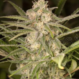 No Name Auto Feminised Seeds by Medical Seeds
