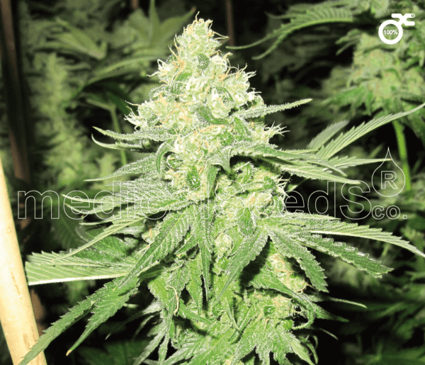 No Name Feminised Seeds by Medical Seeds