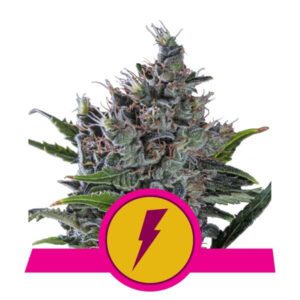 North Thunderfuck Feminised Seeds by Royal Queen Seeds