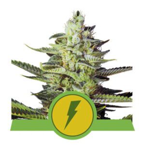 North Thunderfuck Auto Feminised Seeds by Royal Queen Seeds