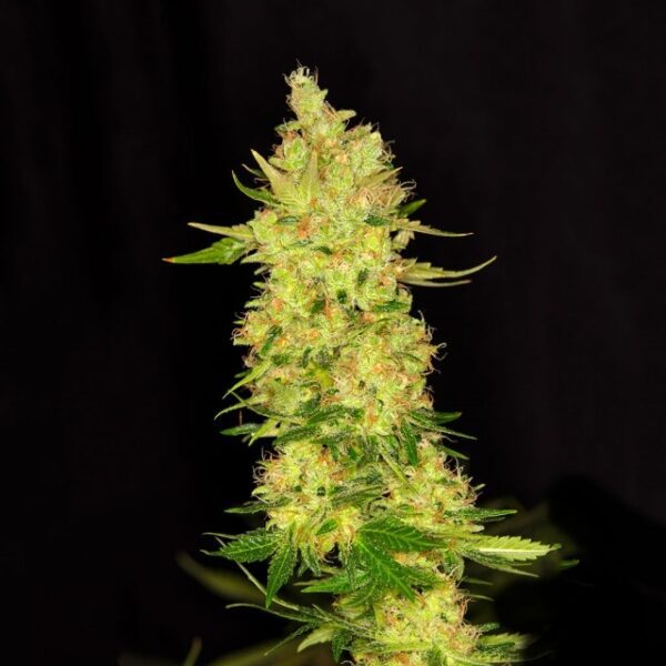 Northern Cheese Feminised Seeds by Dready Seeds
