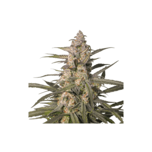 Northern Dragon Fuel Auto Feminised Seeds by Super Sativa Seed Club
