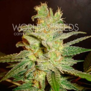 Northern Light x Big Bud Early Harvest Feminised Seeds by World of Seeds