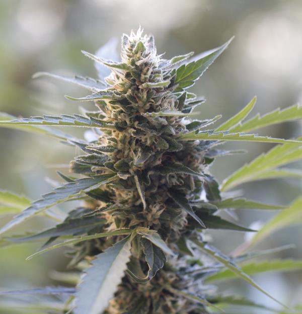 Northern Lights x Skunk Feminised Seeds by G13 Labs