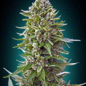 Northern Lights Auto Feminised Seeds by 00 Seeds