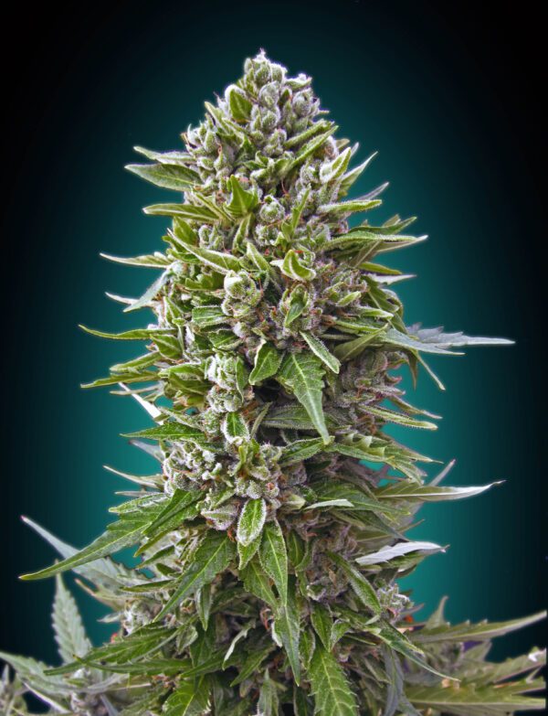 Northern Lights Auto Feminised Seeds by 00 Seeds