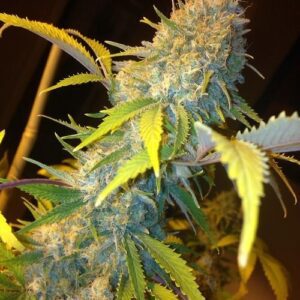 Northern Lights Express Auto Feminised Seeds by Phoenix Seeds