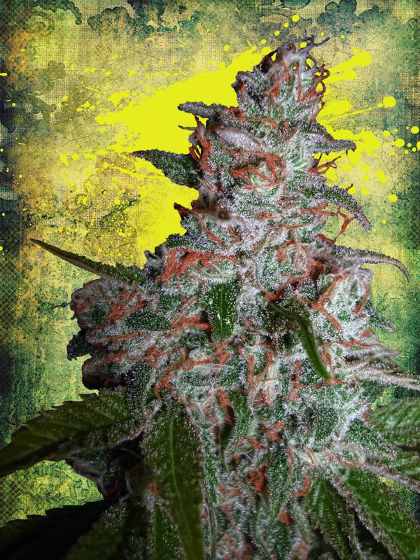 Northern Lights MOC Feminised Seeds by Ministry of Cannabis