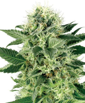 Northern Lights Feminised Seed by White Label Seed Company