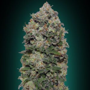 Northern Lights Feminised Seeds by 00 Seeds