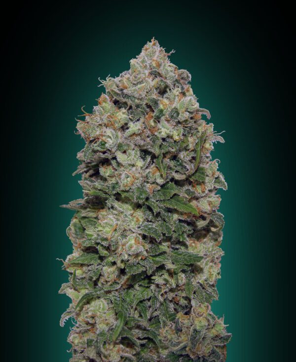 Northern Lights Feminised Seeds by 00 Seeds