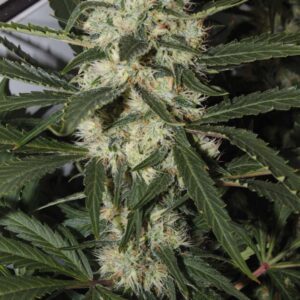 Northern Light Feminised Seeds by Royal Queen Seeds
