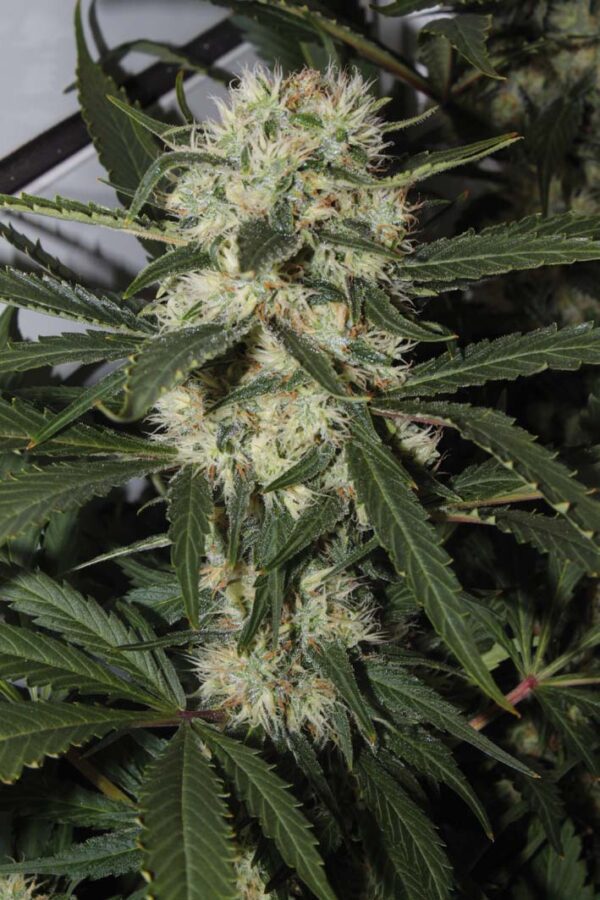 Northern Light Feminised Seeds by Royal Queen Seeds