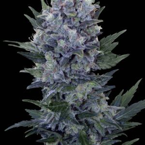 Northern Light Auto Feminised Seeds by Royal Queen Seeds