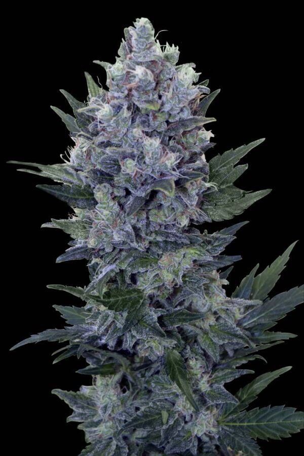 Northern Light Auto Feminised Seeds by Royal Queen Seeds
