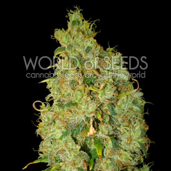 Northern Light x Skunk Feminised Seeds by World of Seeds